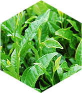 茶カテキン